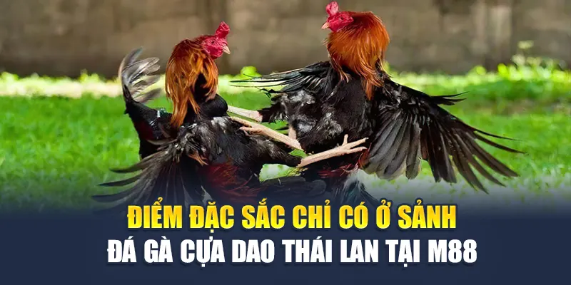 Đá Gà Cựa Dao Thái Lan – Bộ Môn Đầy Thử Thách Và Kịch Tính 2 Điểm đặc sắc chỉ có ở sảnh đá gà cựa dao Thái Lan tại M88