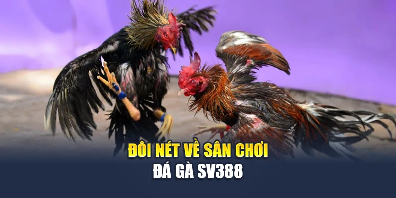 Đá Gà SV388 Tại M88 - Những Ưu Điểm Nổi Bật Hàng Đầu 1 Đôi nét về sân chơi đá gà SV388
