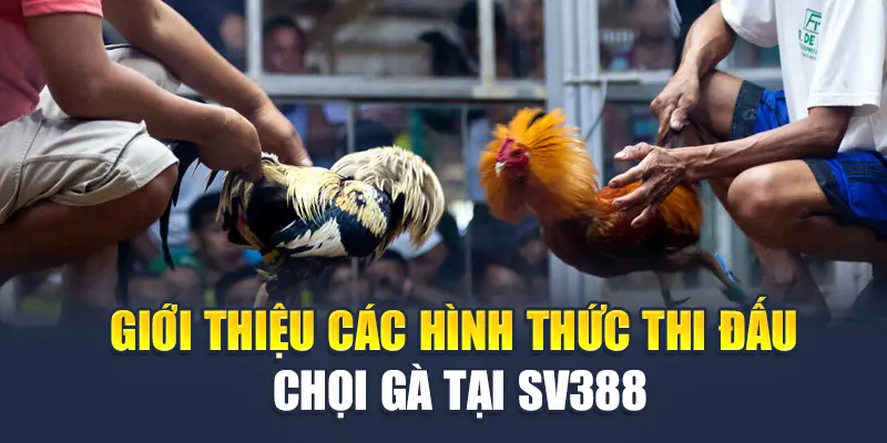 Đá Gà SV388 Tại M88 - Những Ưu Điểm Nổi Bật Hàng Đầu 3 Giới thiệu các hình thức thi đấu chọi gà tại SV388