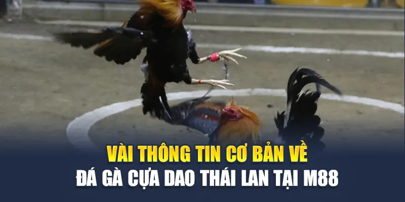 Đá Gà Cựa Dao Thái Lan – Bộ Môn Đầy Thử Thách Và Kịch Tính 1 Vài thông tin cơ bản về đá gà cựa dao Thái Lan tại M88