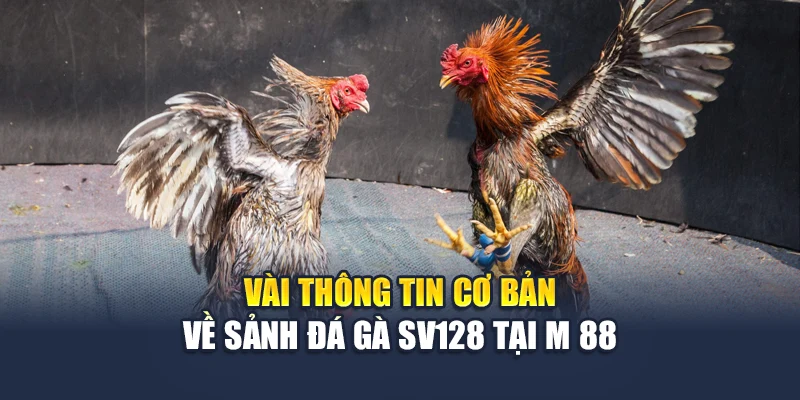 Đá Gà Sv128 – Sức Hút Đầy Kịch Tính Từ Các Chiến Kê Hàng Đầu 1 Vài thông tin cơ bản về sảnh đá gà Sv128 tại M 88